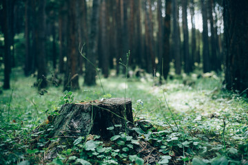 forest