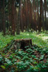 Obraz premium forest