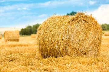 Large round straw bale, in focus, on a harvested wheat field