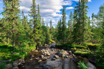 Naklejka premium Forest of Trysil, Norway