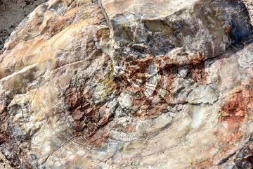 Crystal Forest - Petrified Forest National Park