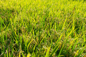 Paddy rice meadow