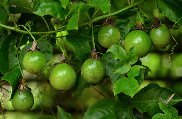 Green passion fruit on the vine.