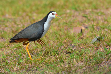 Obraz premium White-breasted Waterhen bird