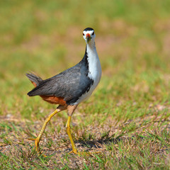 White-breasted Waterhen bird