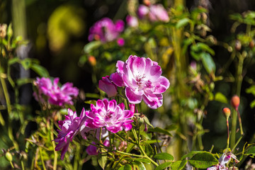 Beautiful dog rose flower in full bloom on sunny day with leaves and hips on the background. Nature floral scene