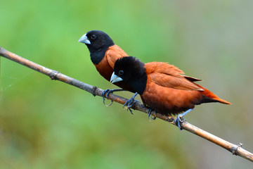 Black headed Munia bird