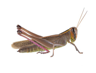 Grasshopper in various forms white background