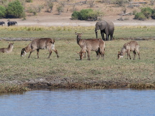 water buck at Chobe National Park