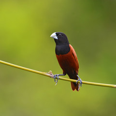 Black headed Munia bird