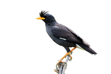 Obraz premium White-vented Myna bird