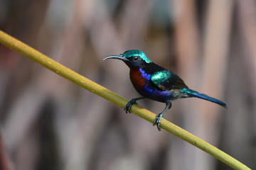 Copper throated Sunbird