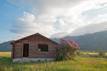 Abandoned Log Cabin along the Snake River in Alpine Wyoming US