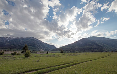 Fototapeta premium Dirt road tracks in Mountain Meadows in Alpine Wyoming USA