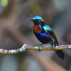 Copper throated Sunbird