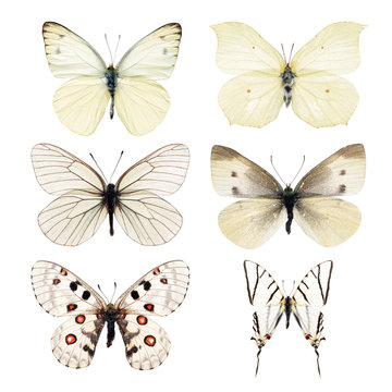 collection white butterfly