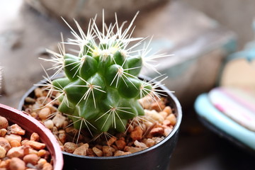 Little Green Cactus In Black Plastic Tree Pot