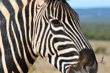Fototapeta na wymiar Zebra, Addo, South Africa