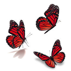 Obraz na płótnie Canvas three monarch butterfly