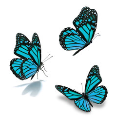 Fototapeta na wymiar three monarch butterfly