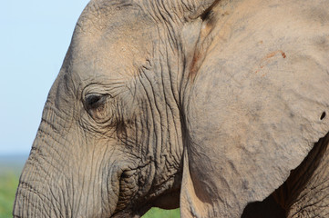 Ellephant, Addo, South Africa