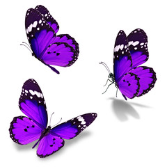 three monarch butterfly