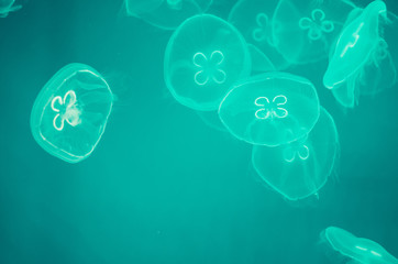 Fototapeta premium The luminescent jellyfish in green water background