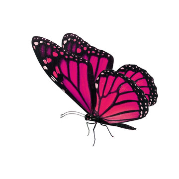 Beautiful pink monarch butterfly