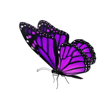 Beautiful purple monarch butterfly