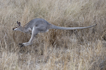 wallaby on the run,outback Queensland, Australia.