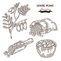 Hand drawn lentil plant. Wooden scoop with beans. Vector