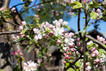Blossoming apple tree. Selective focus