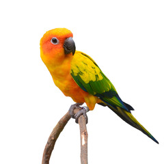 Sun Conure Parrot bird