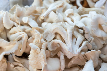 stall of mushrooms at the market