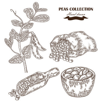 Hand drawn peas plant. Wooden scoop, sack and plate with pea. 