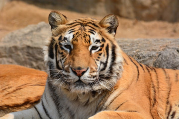 Beautiful Tiger Closeup