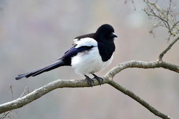 Eurasian magpie bird