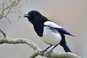Eurasian magpie bird