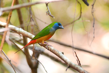 Pin-tailed Parrotfinch bird