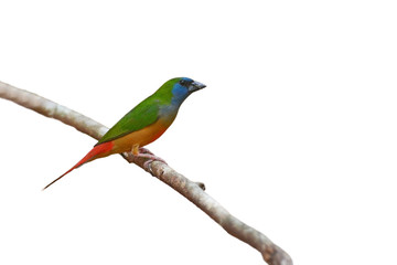 Pin-tailed Parrotfinch bird