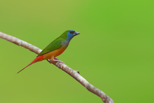 Pin-tailed Parrotfinch bird