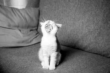 Scottish fold kitten yawns and sits on the couch