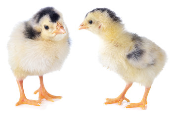 little chicken isolated on the white