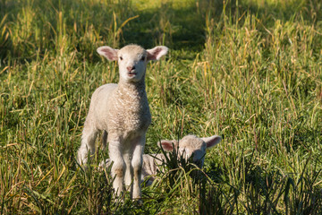 two newborn lambs on meadow
