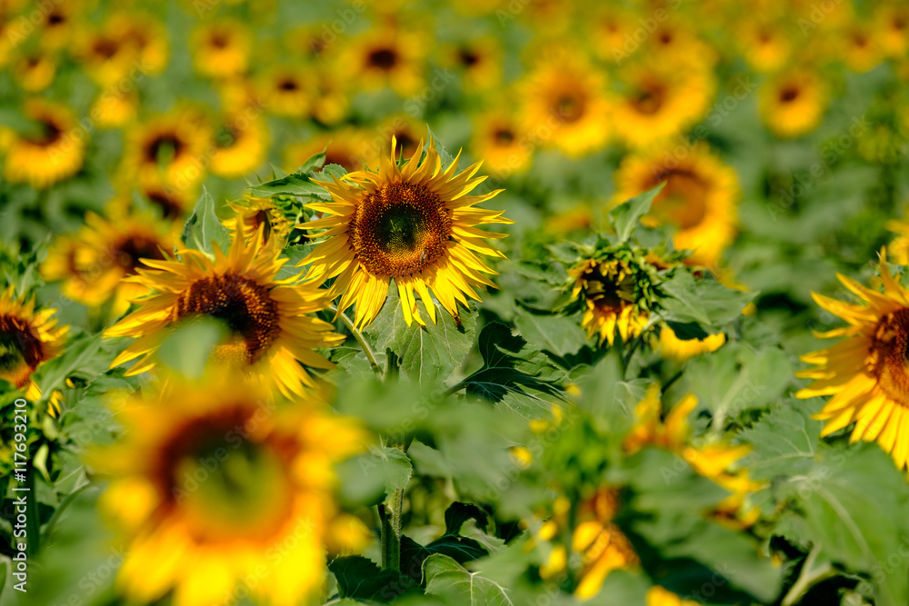 Wall mural field of ripe blooming sunflowers in provence