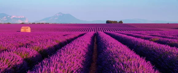 Fototapete Land Lavendelfeld bei Sonnenuntergang in Provence, Frankreich
