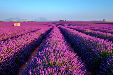 Fototapeta na wymiar Lavender field at sunset in Provence, France