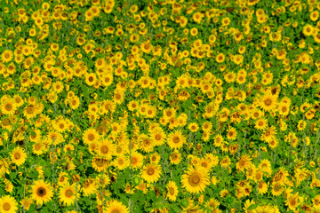 Field of ripe blooming sunflowers in Provence