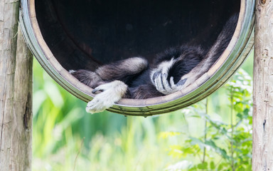 White handed gibbon sleeping in a barrel