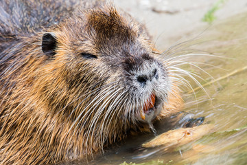Coypu is eating